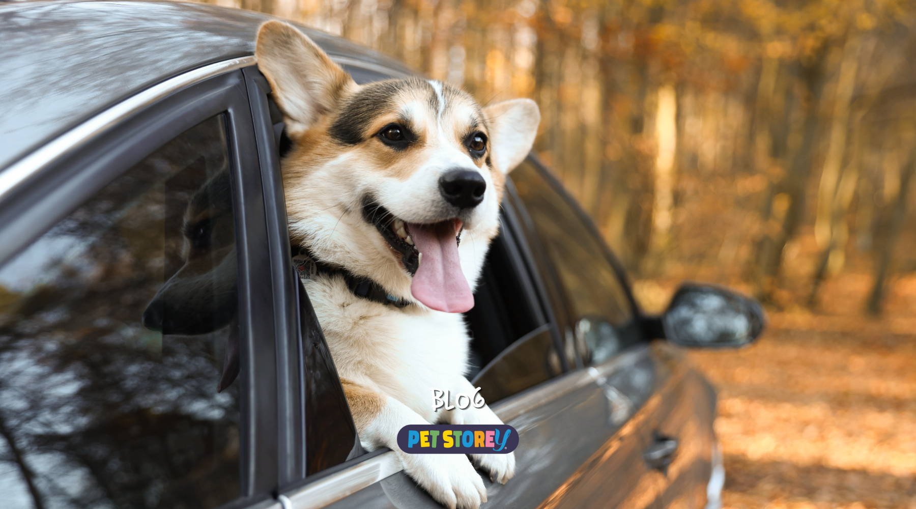 Travel Stress in Pets? How Vitozol CBD Oil Can Help Your Furry Friend Stay Calm